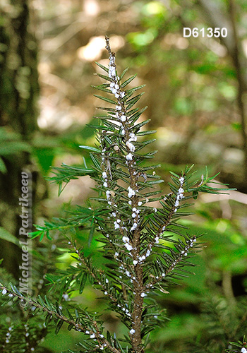 Hemlock Woolly Adelgid (Adelges tsugae)
